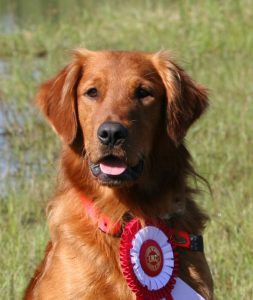 Choctaw’s Yukon Copper Penny – Golden Retriever Male