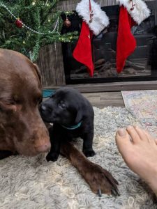 SOLD OUT – Chocolate and Labs pups born 11/15/2020