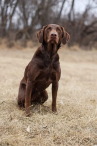 Stonehearth’s Waltzing Matilda “Tillie”