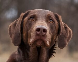 Head shot Tillie Chocolate Labrador female