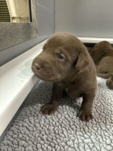 Chocolate Labrador Puppies available