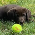 8 week old Chocolate Labradors