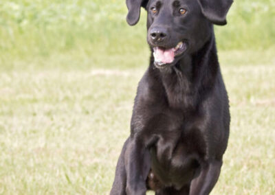 Black Jack ‘Jet’