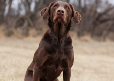 Waltzing Matilda ‘Tillie’